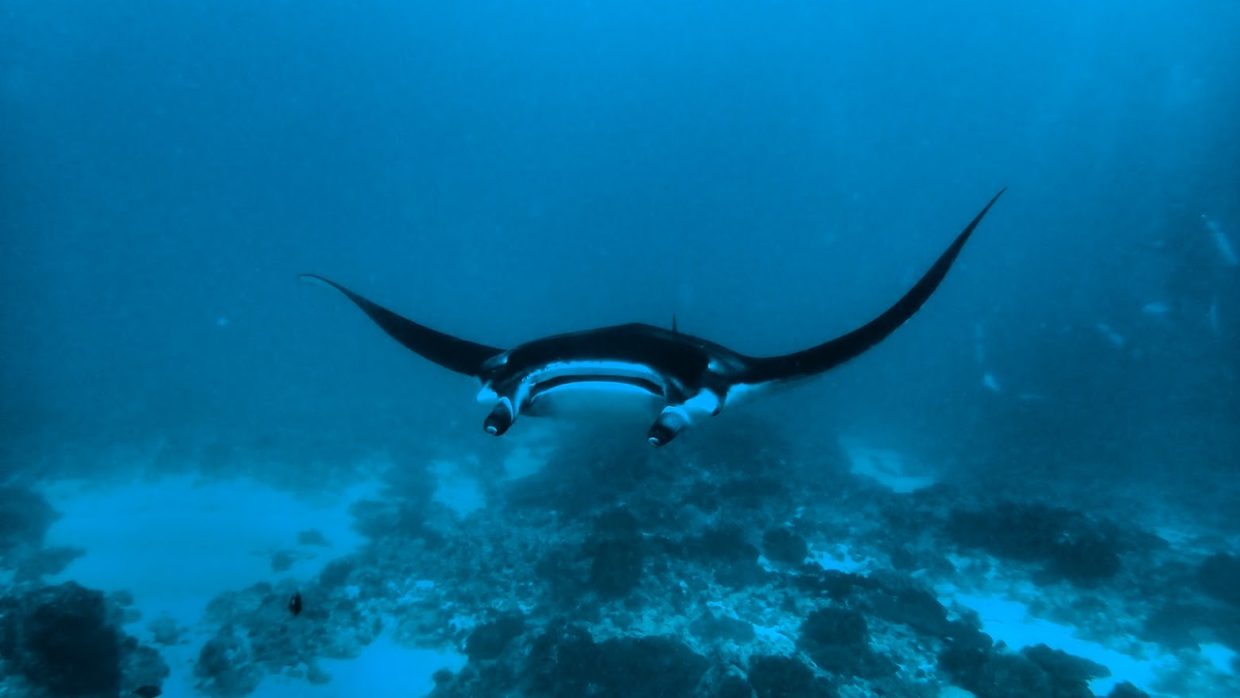 Nusa Penida Manta Ray